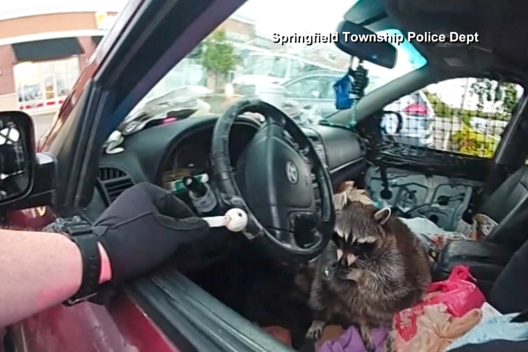 A raccoon with a pipe in its mouth sits in a car seat, illustrating the viral Ohio incident