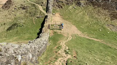 The felled Sycamore Gap tree beside Hadrian's Wall