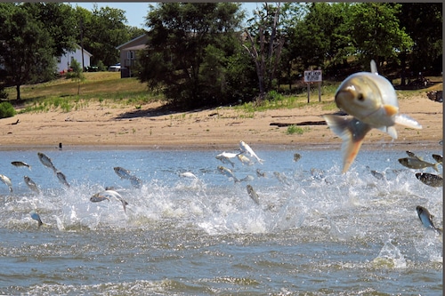 Workers unload and process invasive carp in the United States, an ongoing environmental concern.